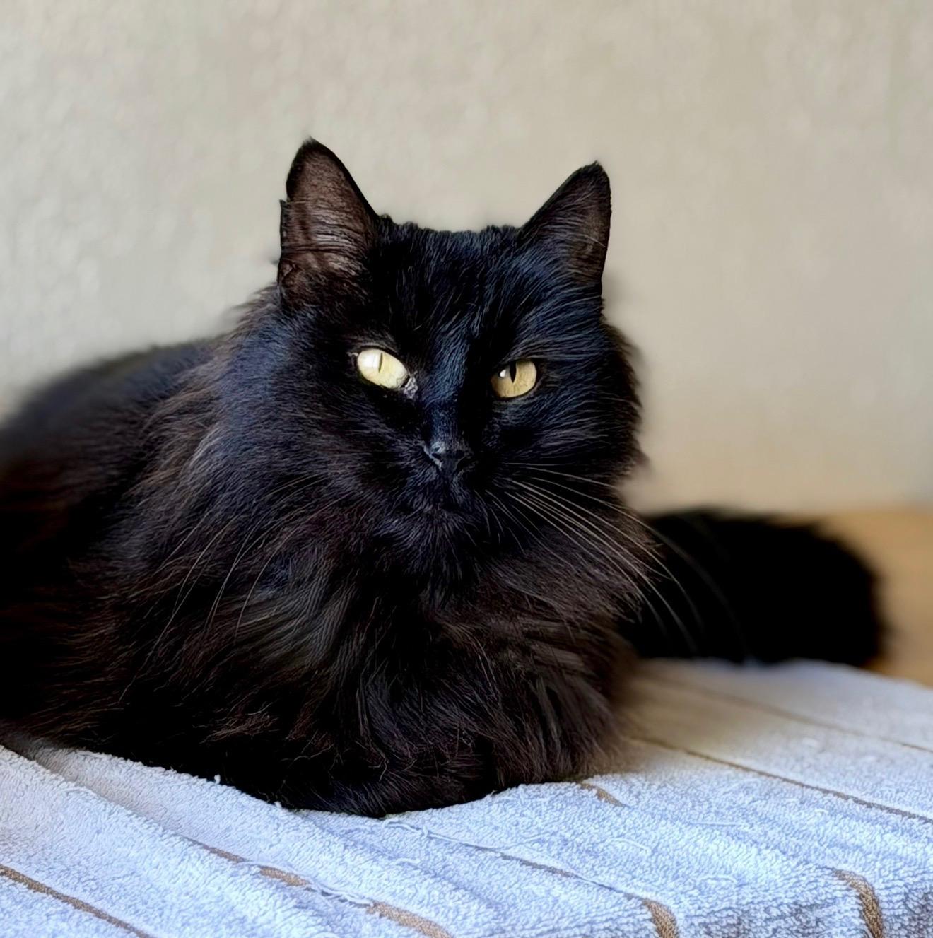 Enlarge Daliah, a ADOPTABLE mixed breed in San Rafael, CA image 1/6