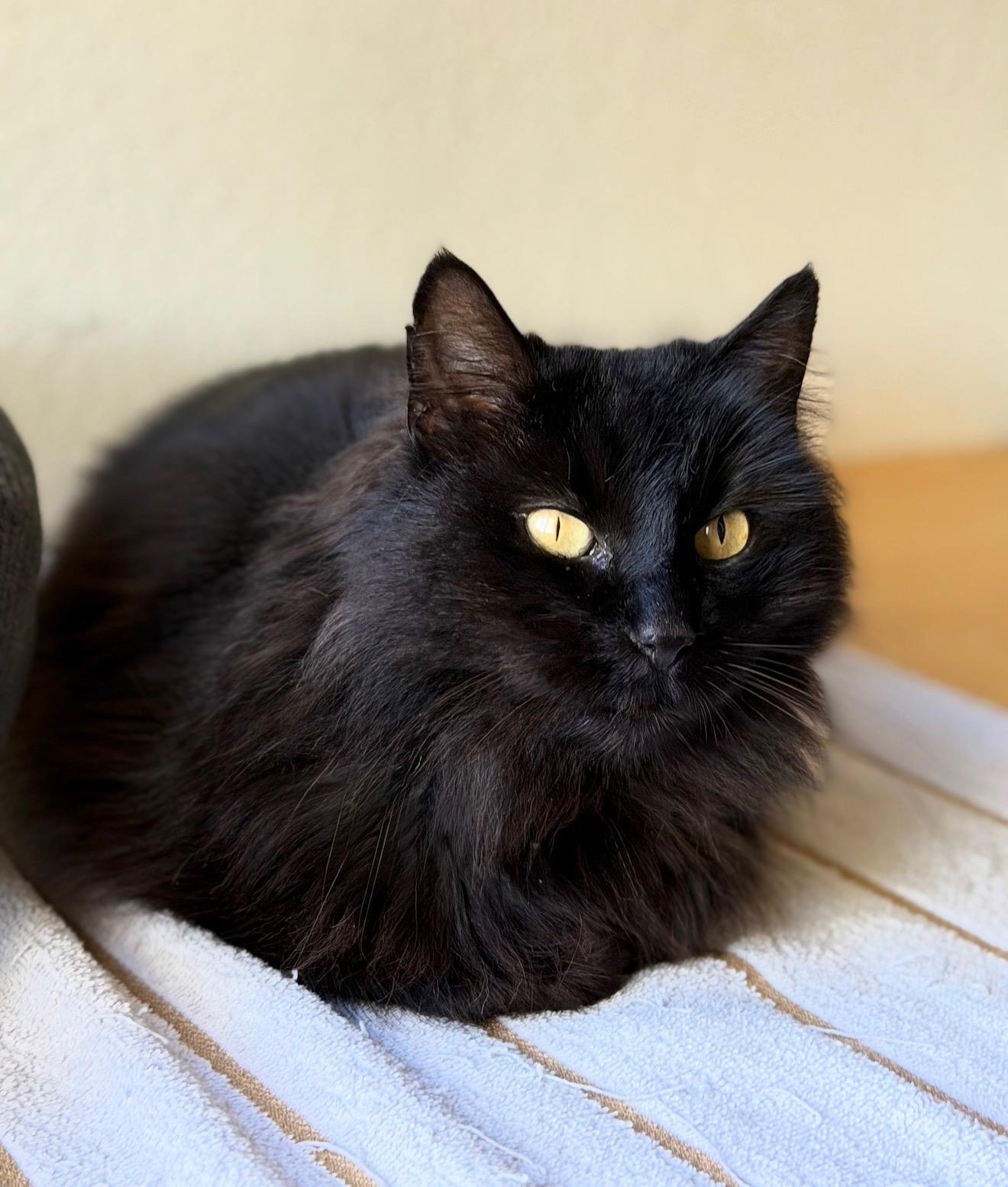 Enlarge Daliah, a ADOPTABLE mixed breed in San Rafael, CA image 3/6