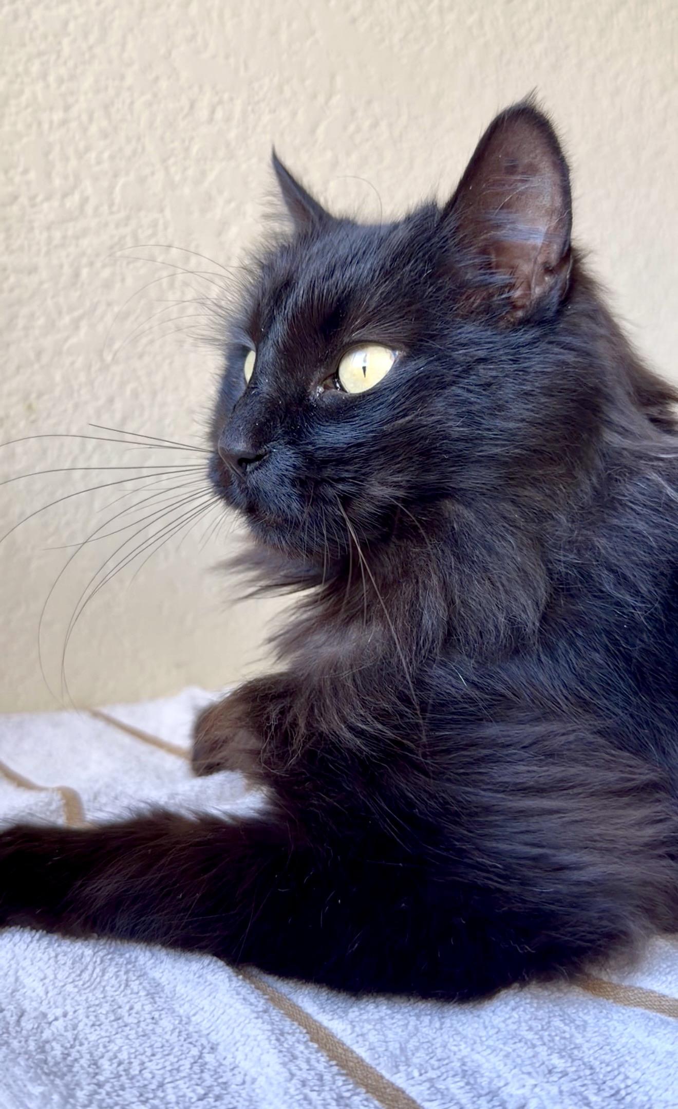 Enlarge Daliah, a ADOPTABLE mixed breed in San Rafael, CA image 5/6