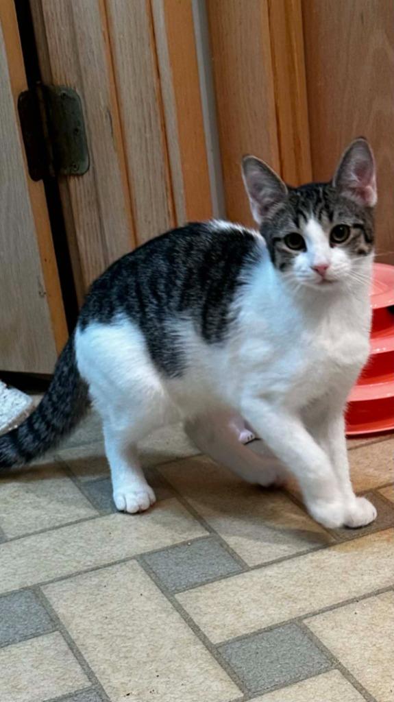 Enlarge Princess, a Adoptable mixed breed in Pitman, NJ image 1/1