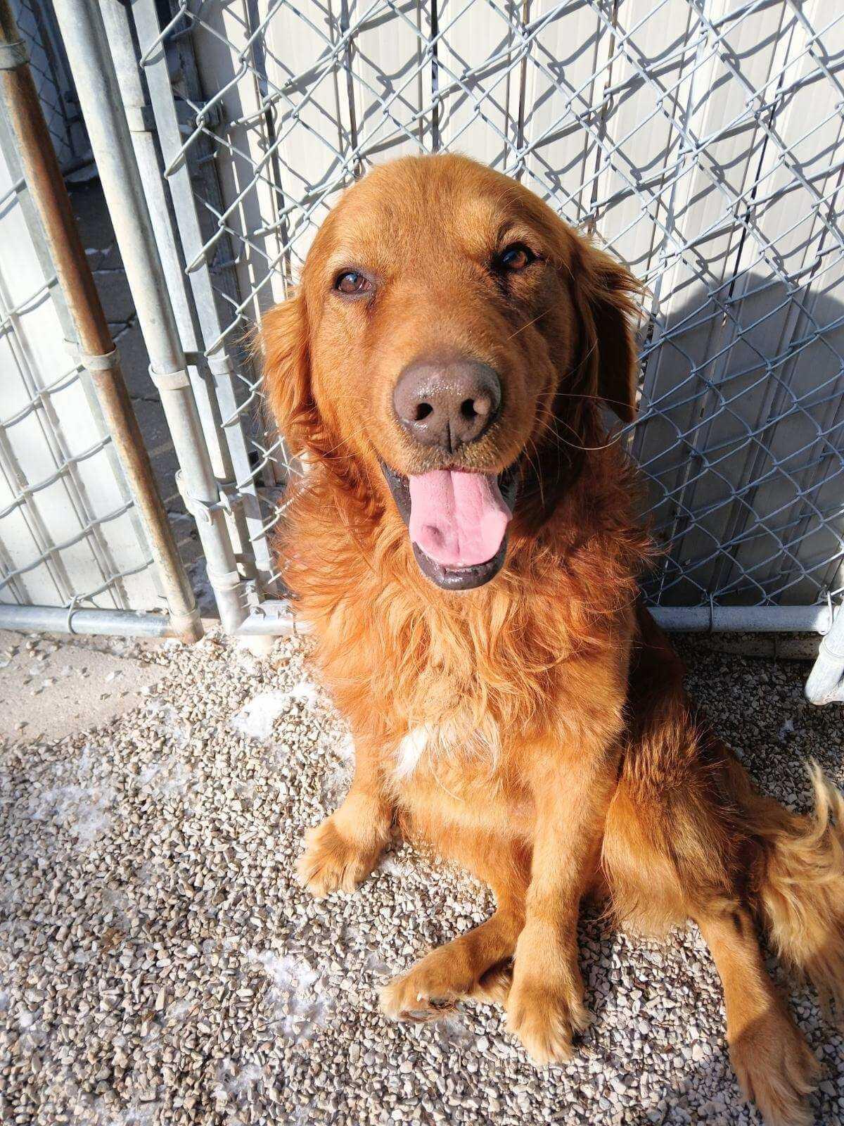 Enlarge Buck, a ADOPTABLE Golden Retriever in Waterville, OH image 1/3