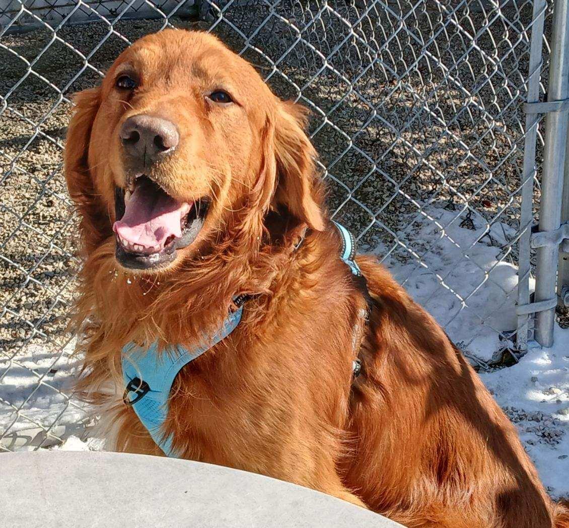 Enlarge Buck, a ADOPTABLE Golden Retriever in Waterville, OH image 2/3