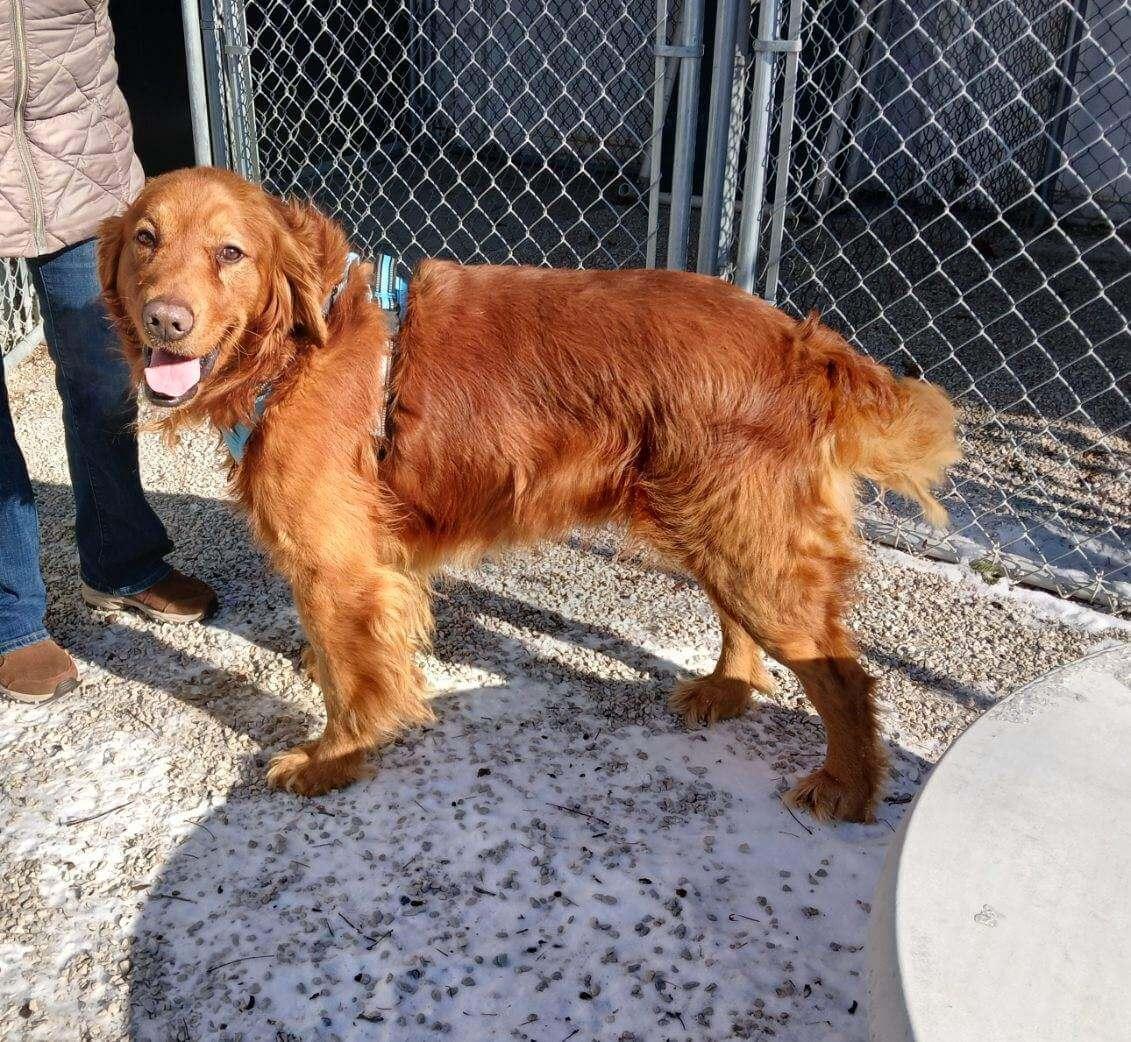 Enlarge Buck, a ADOPTABLE Golden Retriever in Waterville, OH image 3/3