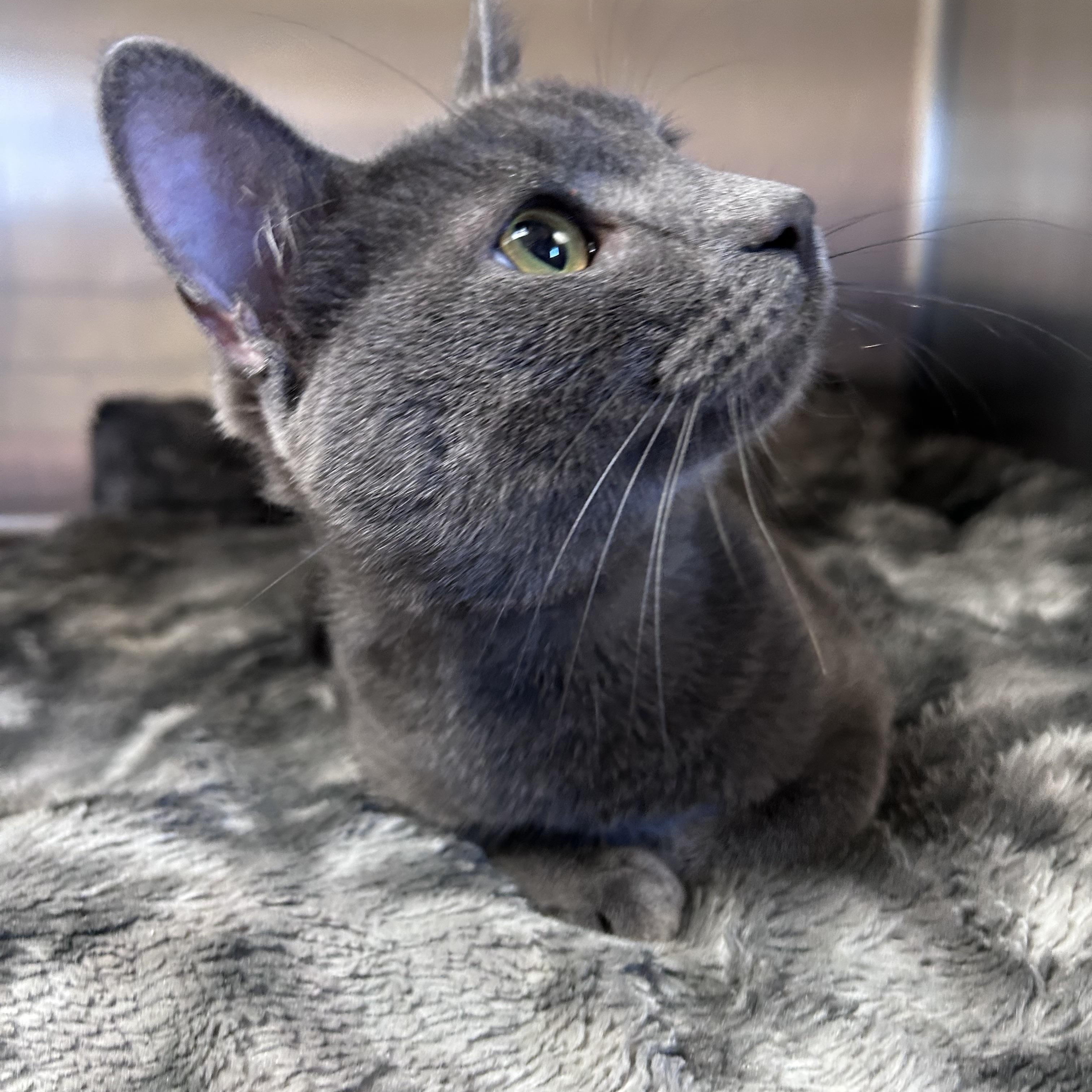 Enlarge Oakley, an adopted mixed breed in Greensboro, NC image 3/3