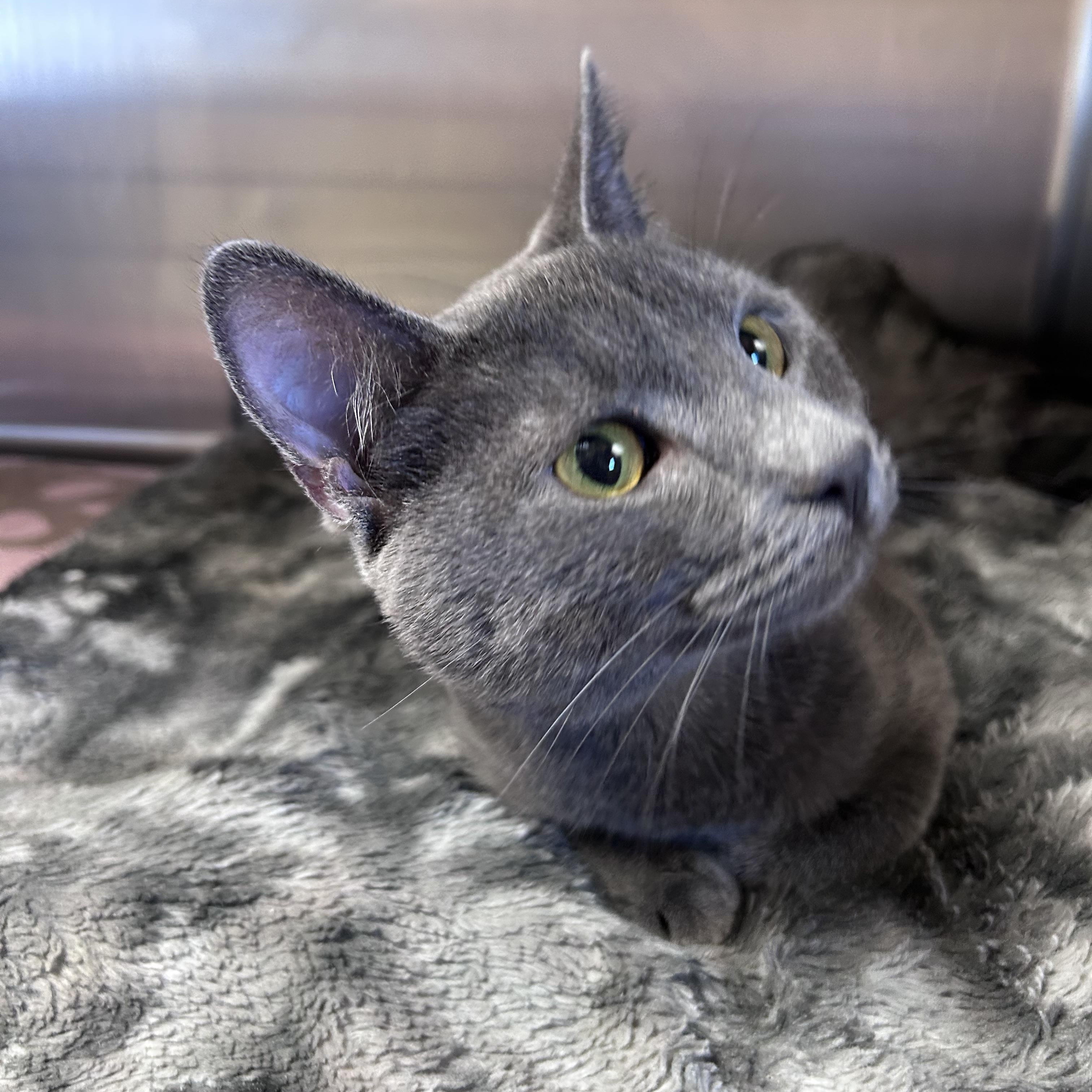 Enlarge Oakley, an adopted mixed breed in Greensboro, NC image 2/3