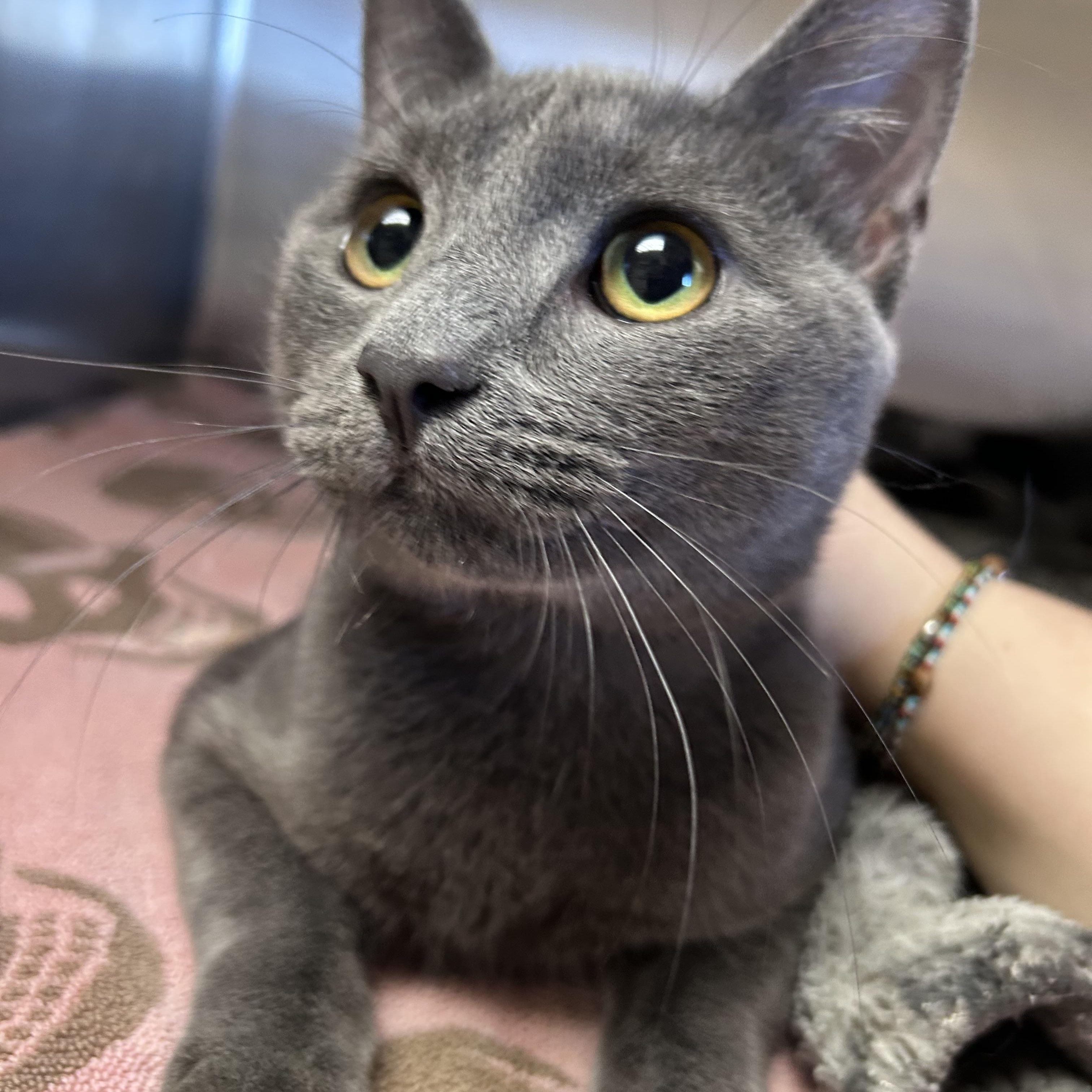 Oakley, adopted, Young Male Domestic Short Hair & Russian Blue.