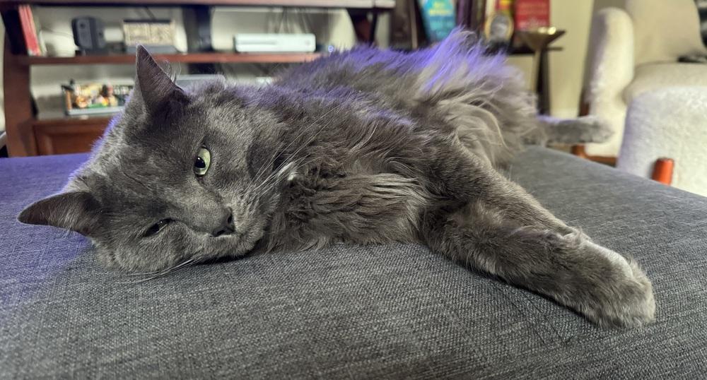 Freddie, Adoptable, Adult Male Maine Coon & Russian Blue.