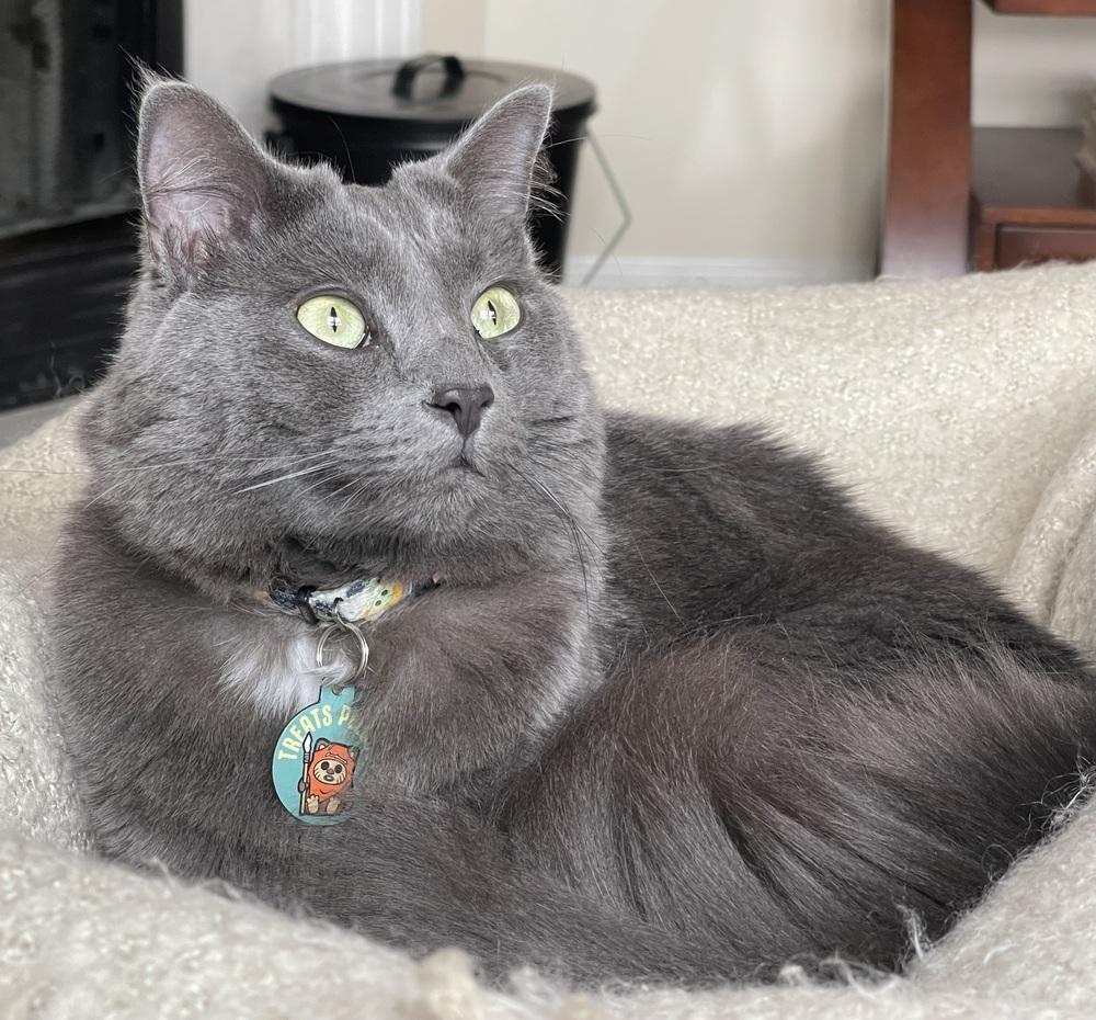 Enlarge Freddie, a Adoptable mixed breed in Wilmington, NC image 2/3