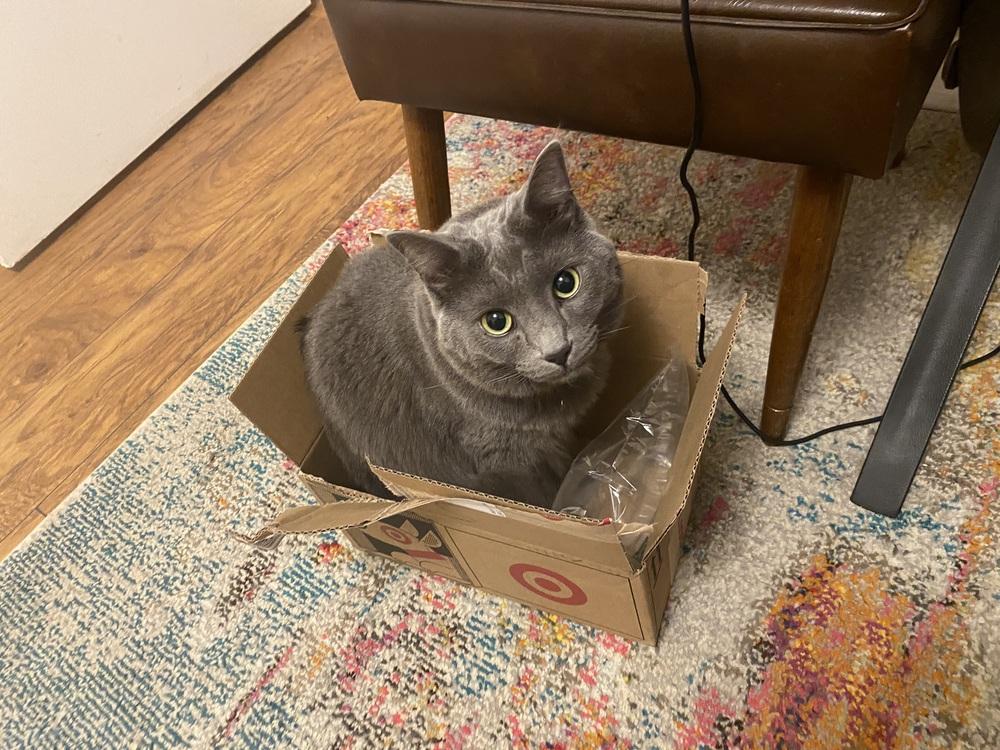 Enlarge Freddie, a Adoptable mixed breed in Wilmington, NC image 3/3