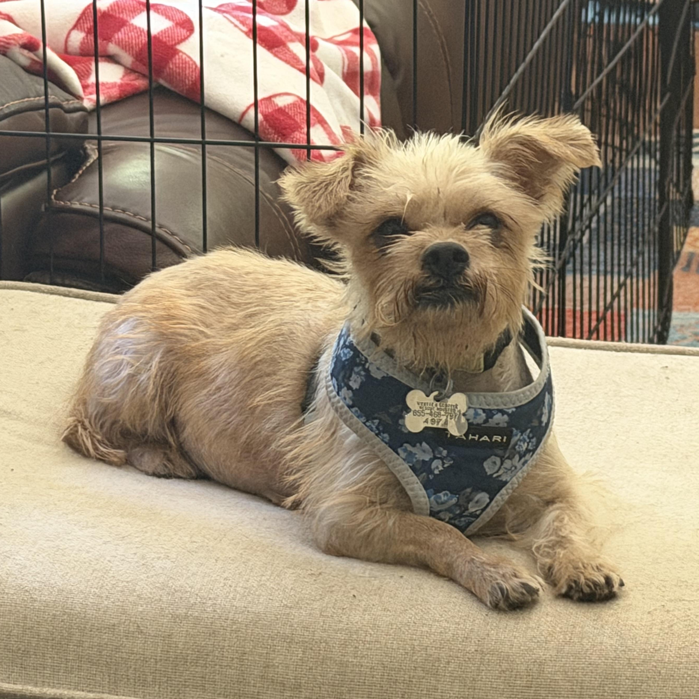 Matilda, a Adoptable mixed breed in Spring, TX image 2/3