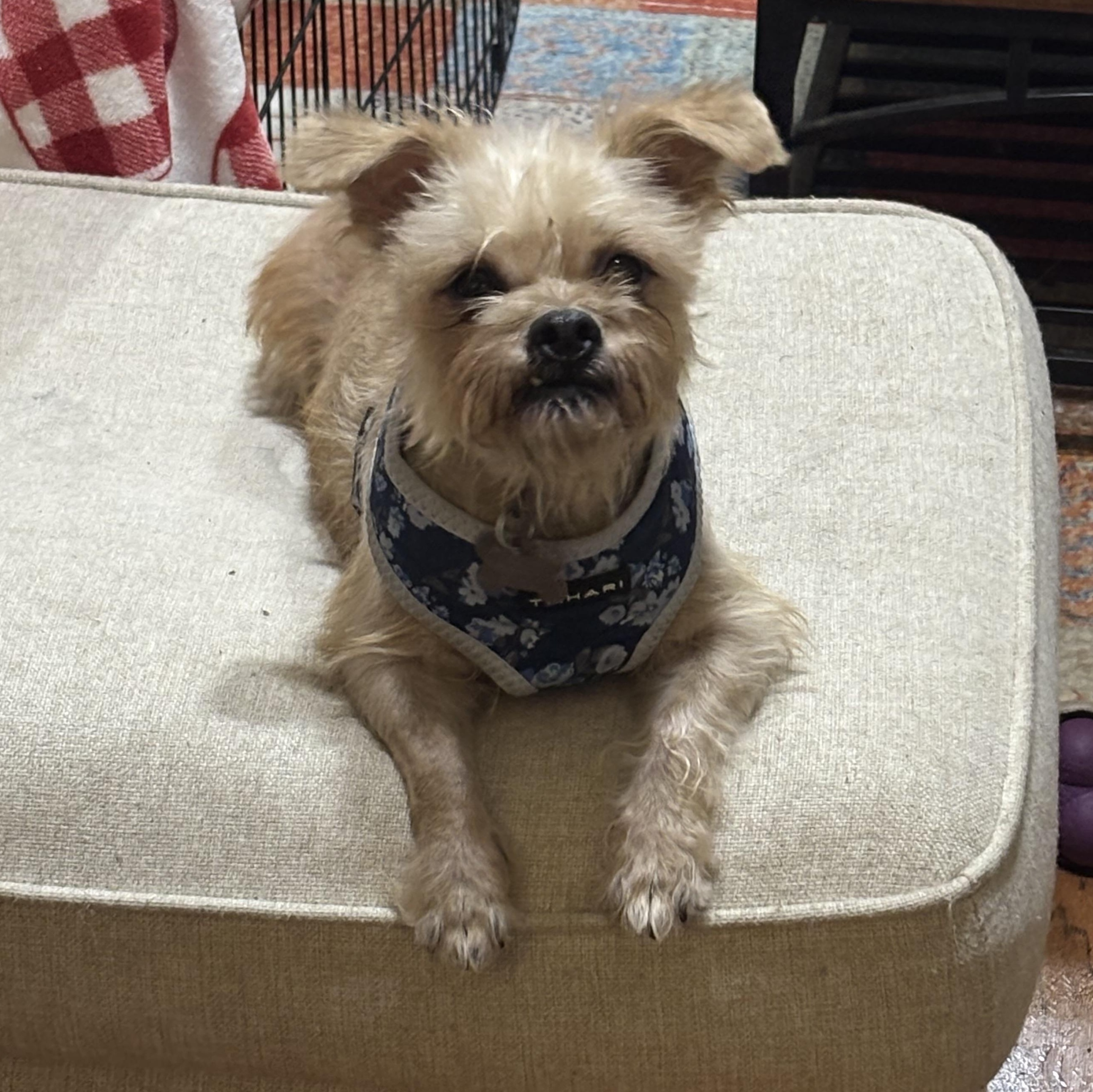 Matilda, a Adoptable mixed breed in Spring, TX image 1/3