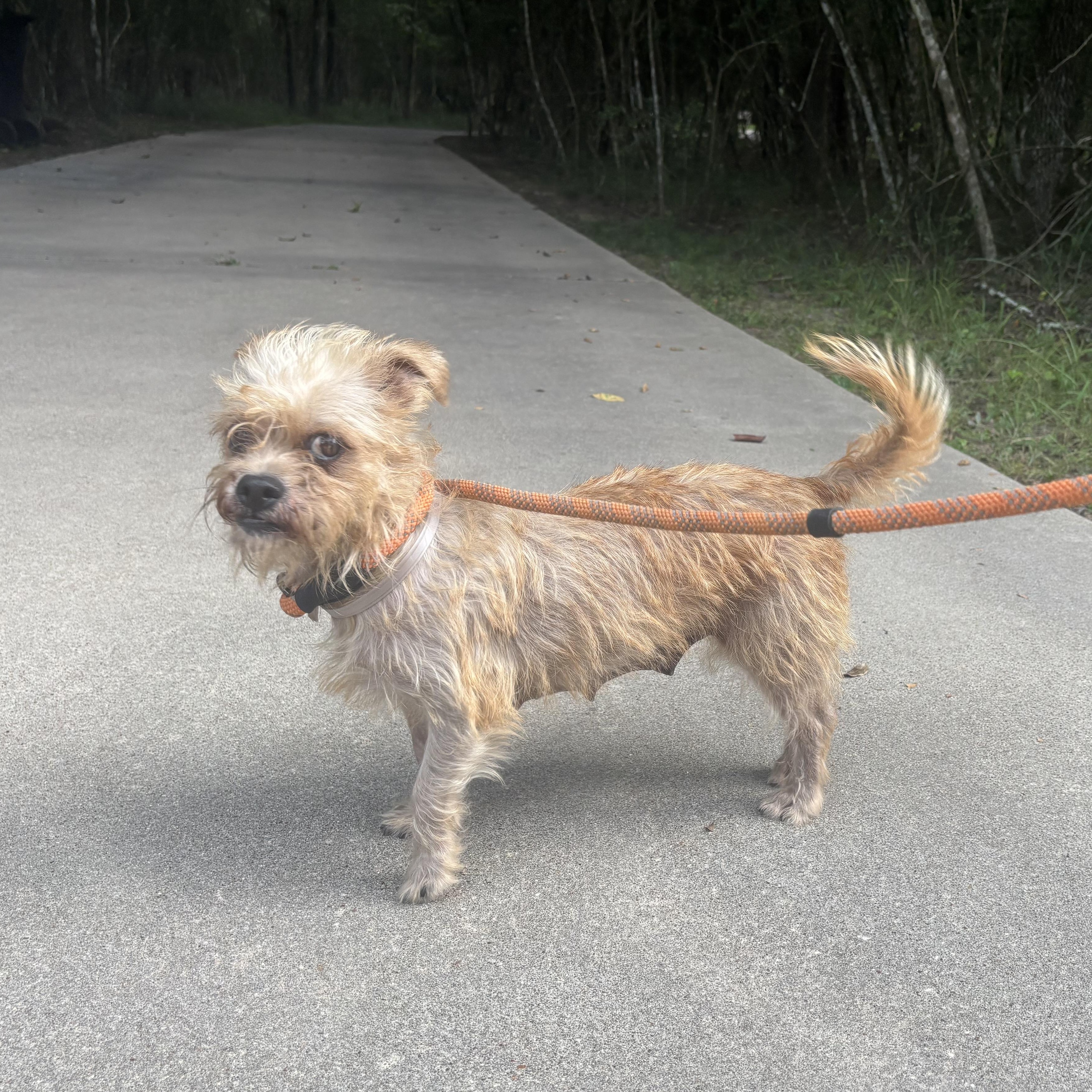 Matilda, a Adoptable mixed breed in Spring, TX image 3/3