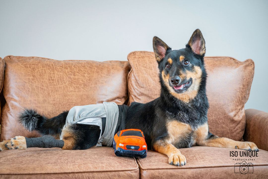 Indy, Adoptable, Adult Male German Shepherd Dog & Australian Cattle Dog / Blue Heeler.