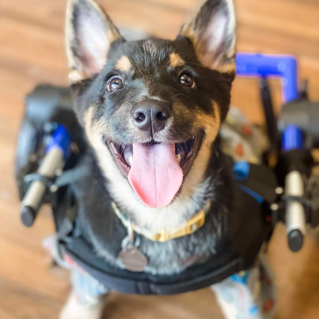 Indy, a Adoptable mixed breed in Green Bay, WI image 3/12