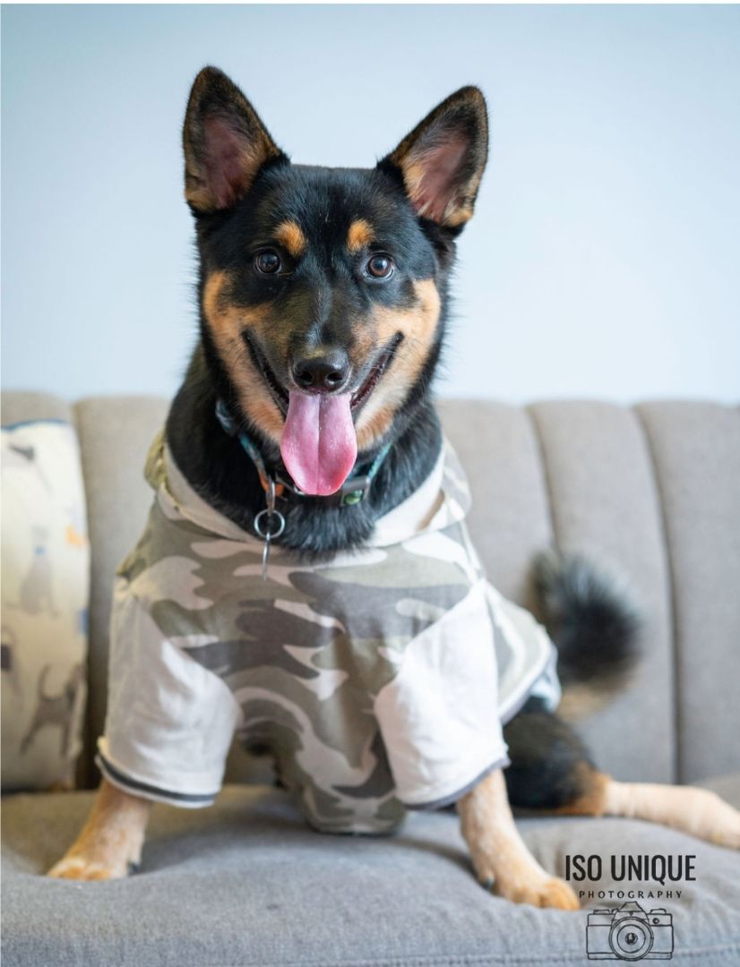 Indy, a Adoptable mixed breed in Green Bay, WI image 4/12