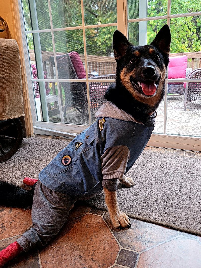 Indy, a Adoptable mixed breed in Green Bay, WI image 5/12