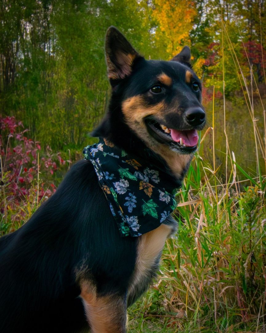 Indy, a Adoptable mixed breed in Green Bay, WI image 6/12