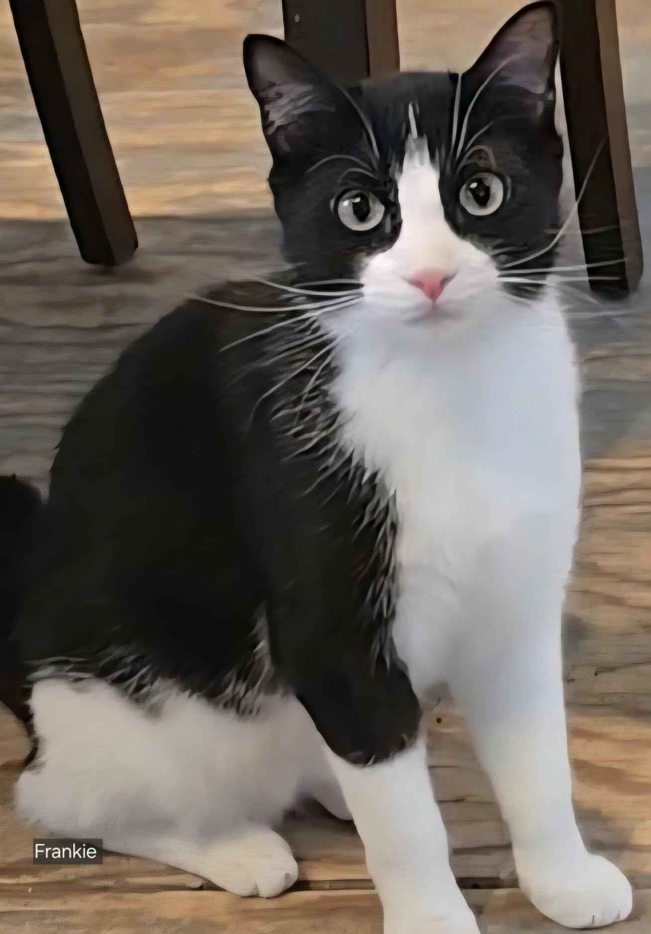 Frankie, ADOPTABLE, Adult Male Tuxedo.