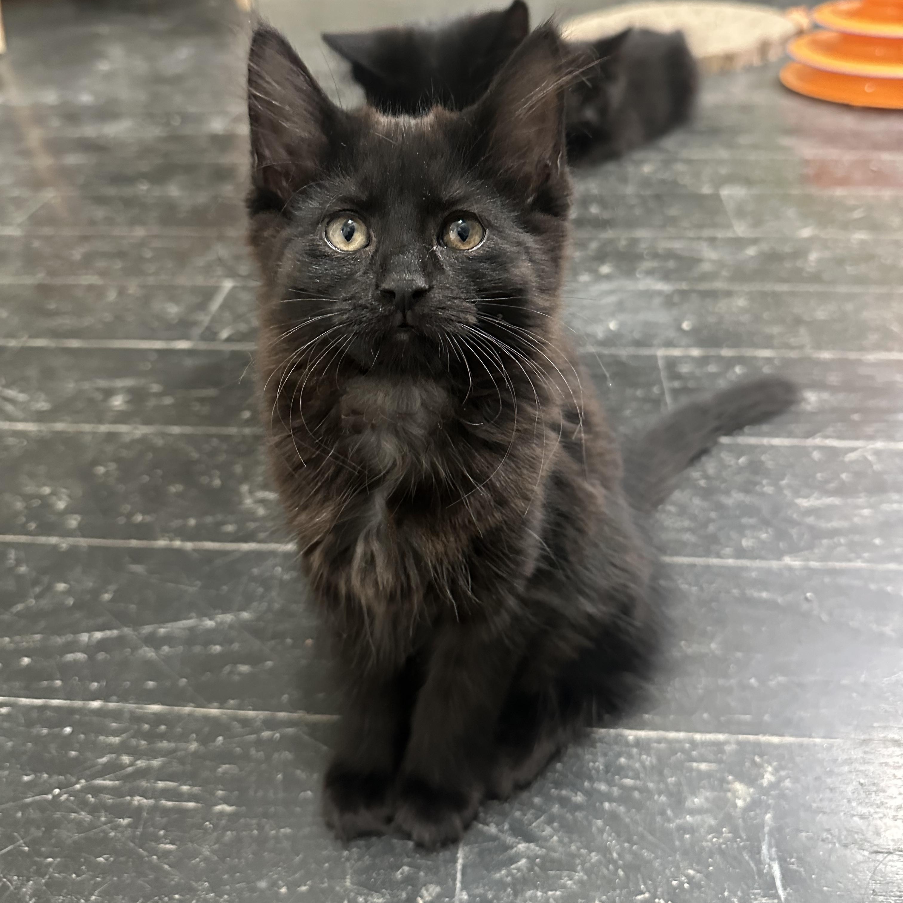 Midnight, Adoptable, Kitten Female Domestic Short Hair.