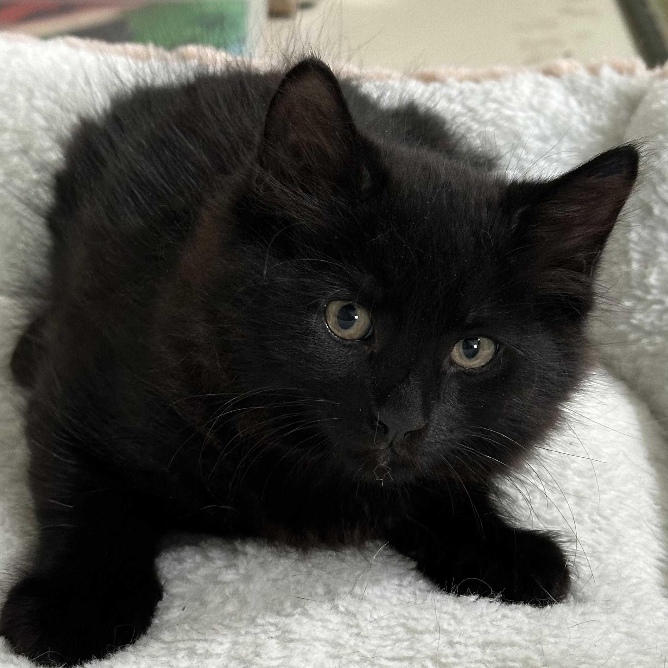 Midnight, a Adoptable Domestic Short Hair in East Brunswick, NJ image 4/4