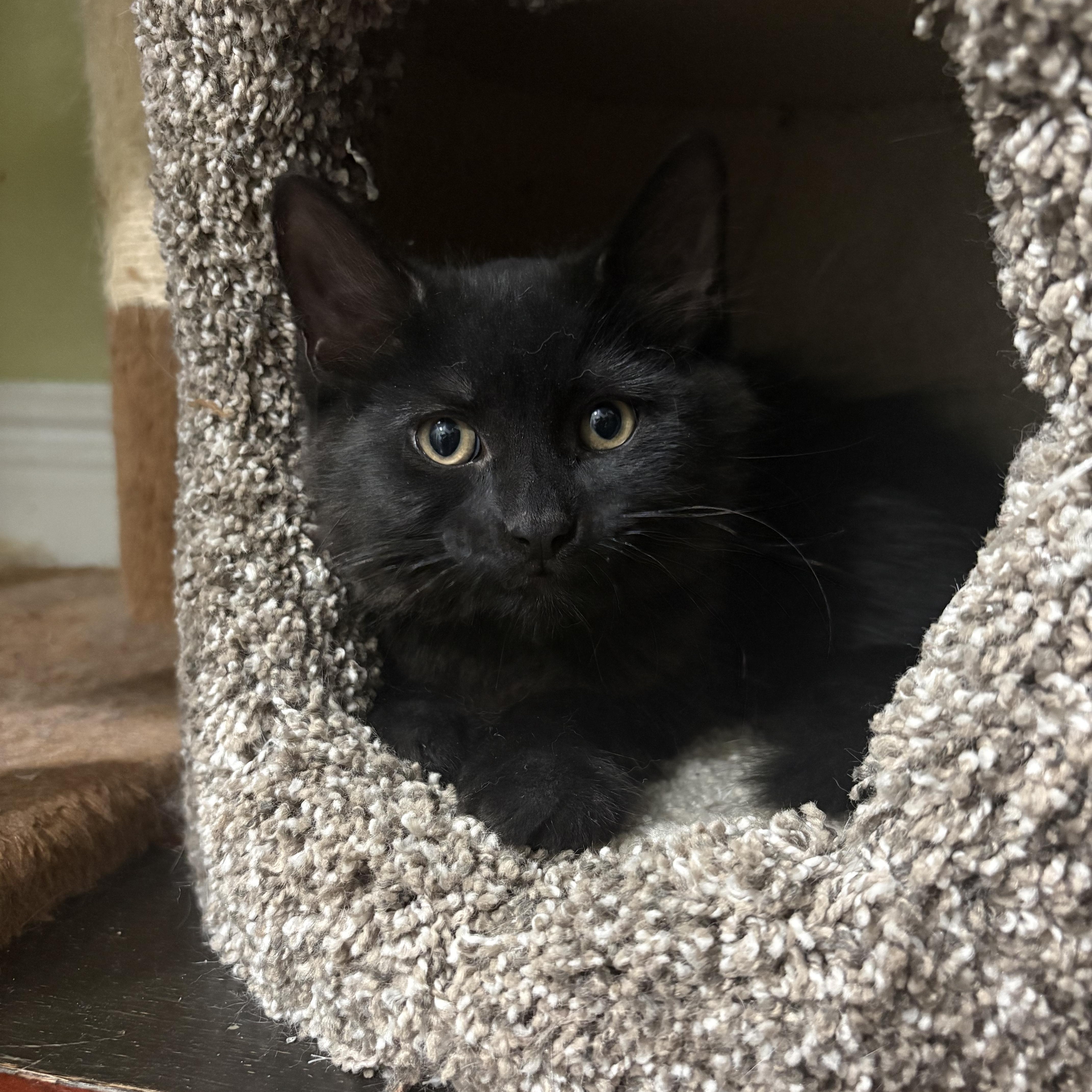 Midnight, a Adoptable Domestic Short Hair in East Brunswick, NJ image 3/4