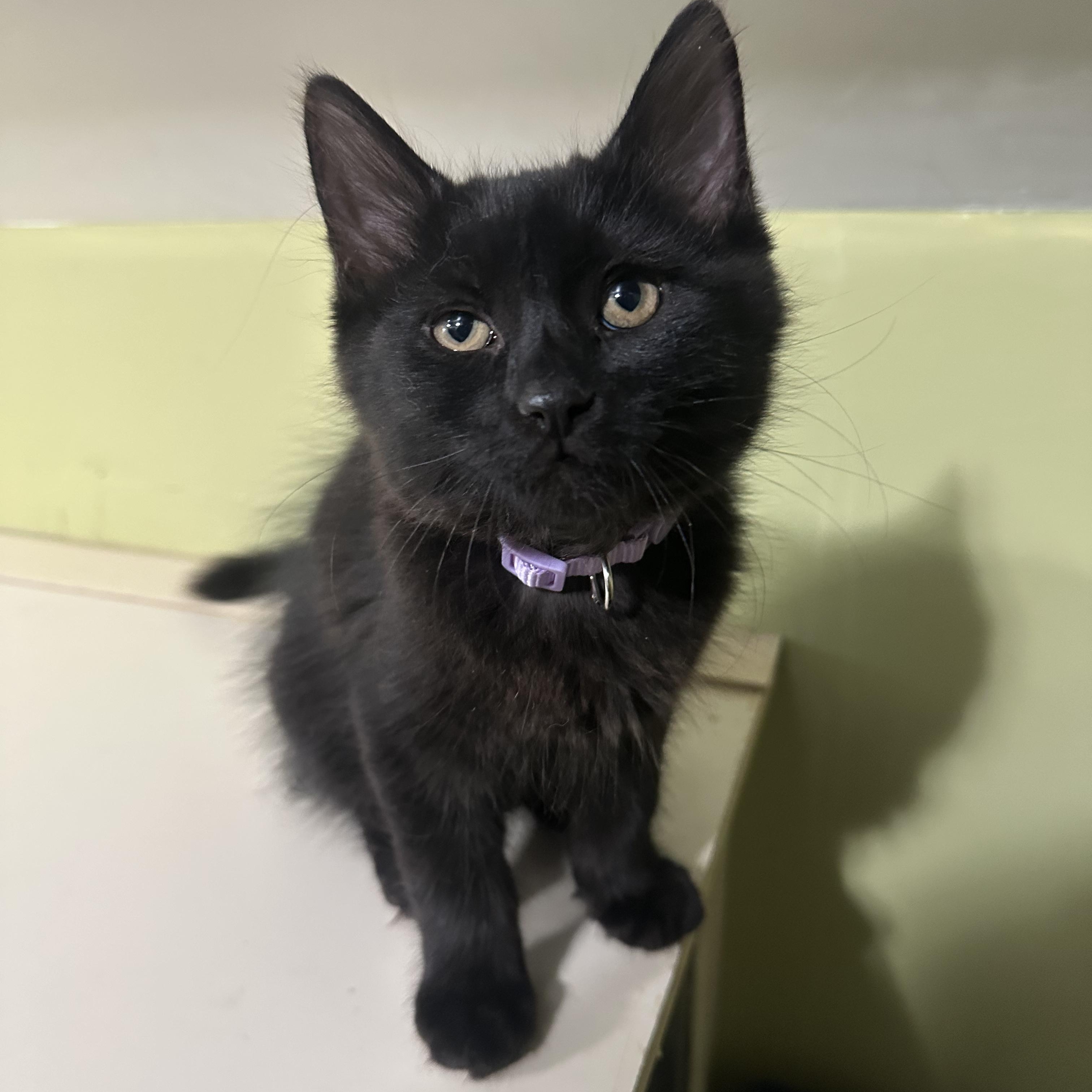 Midnight, a Adoptable Domestic Short Hair in East Brunswick, NJ image 2/4
