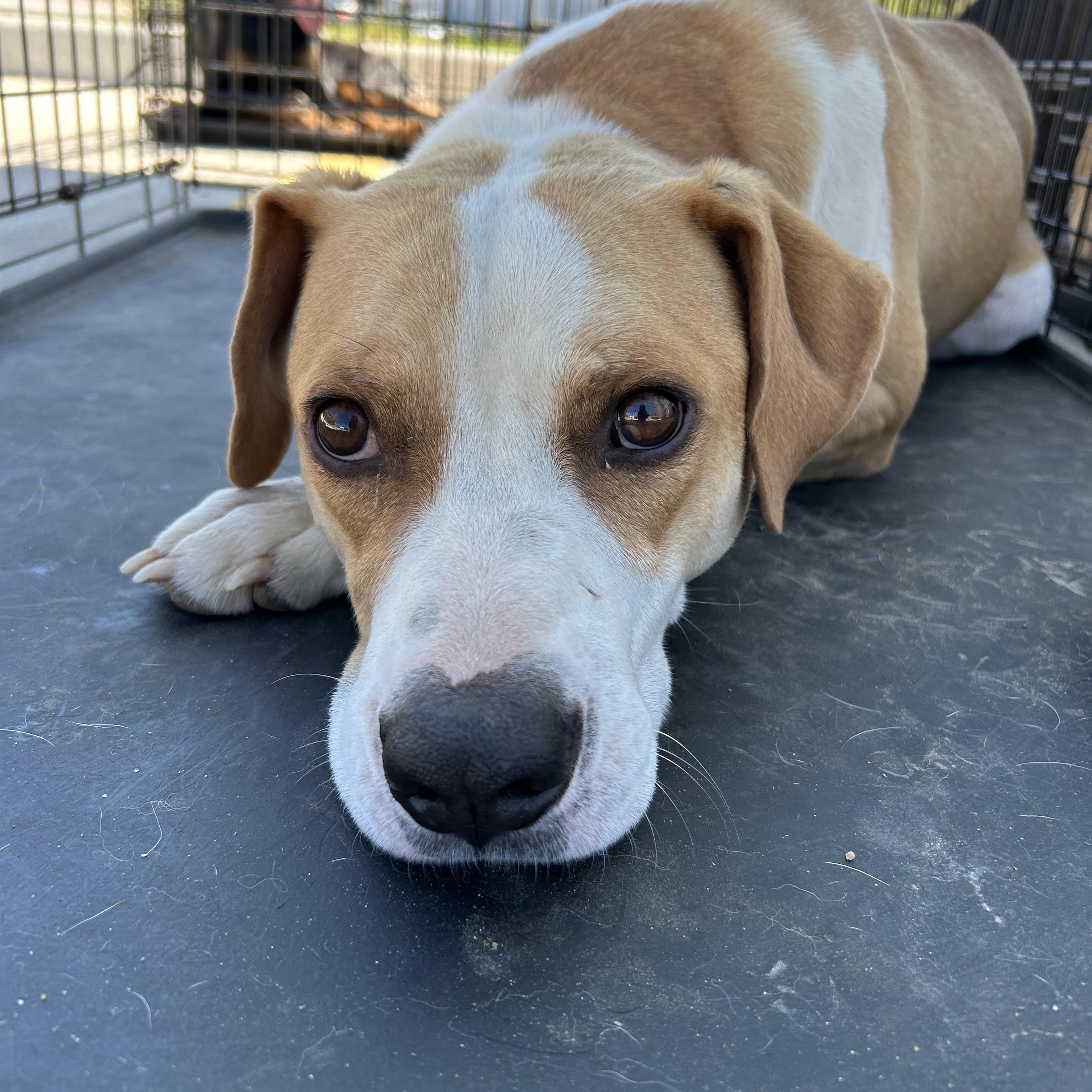 Buddy , Adopted, Adult Male Beagle & Basset Hound.