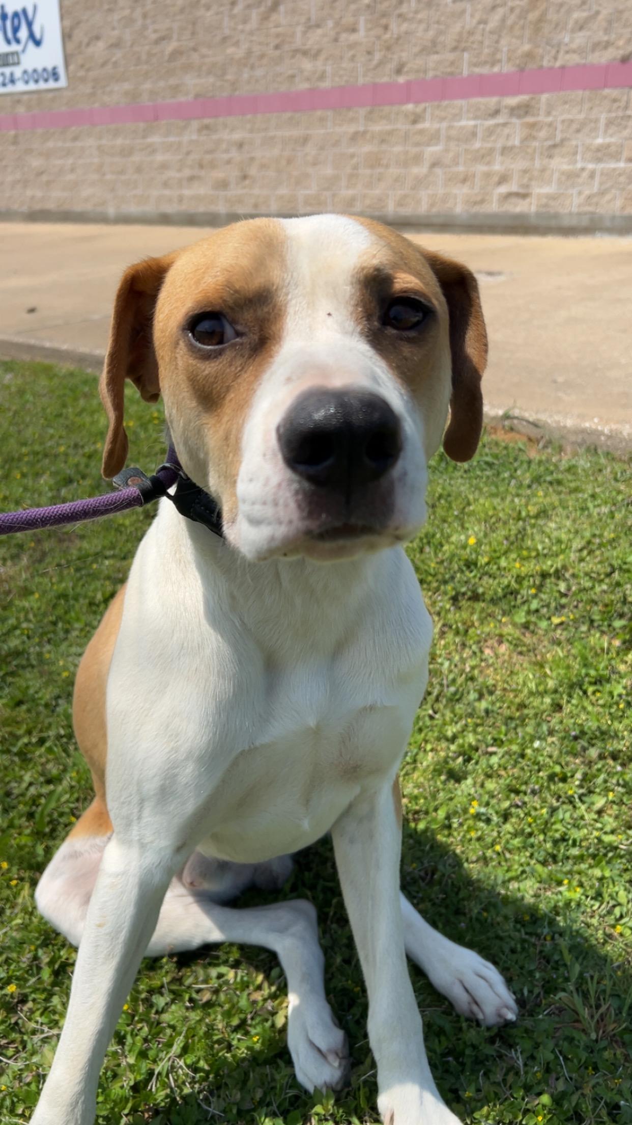 Enlarge Buddy , a ADOPTABLE Mixed Breed in conroe, TX image 3/4