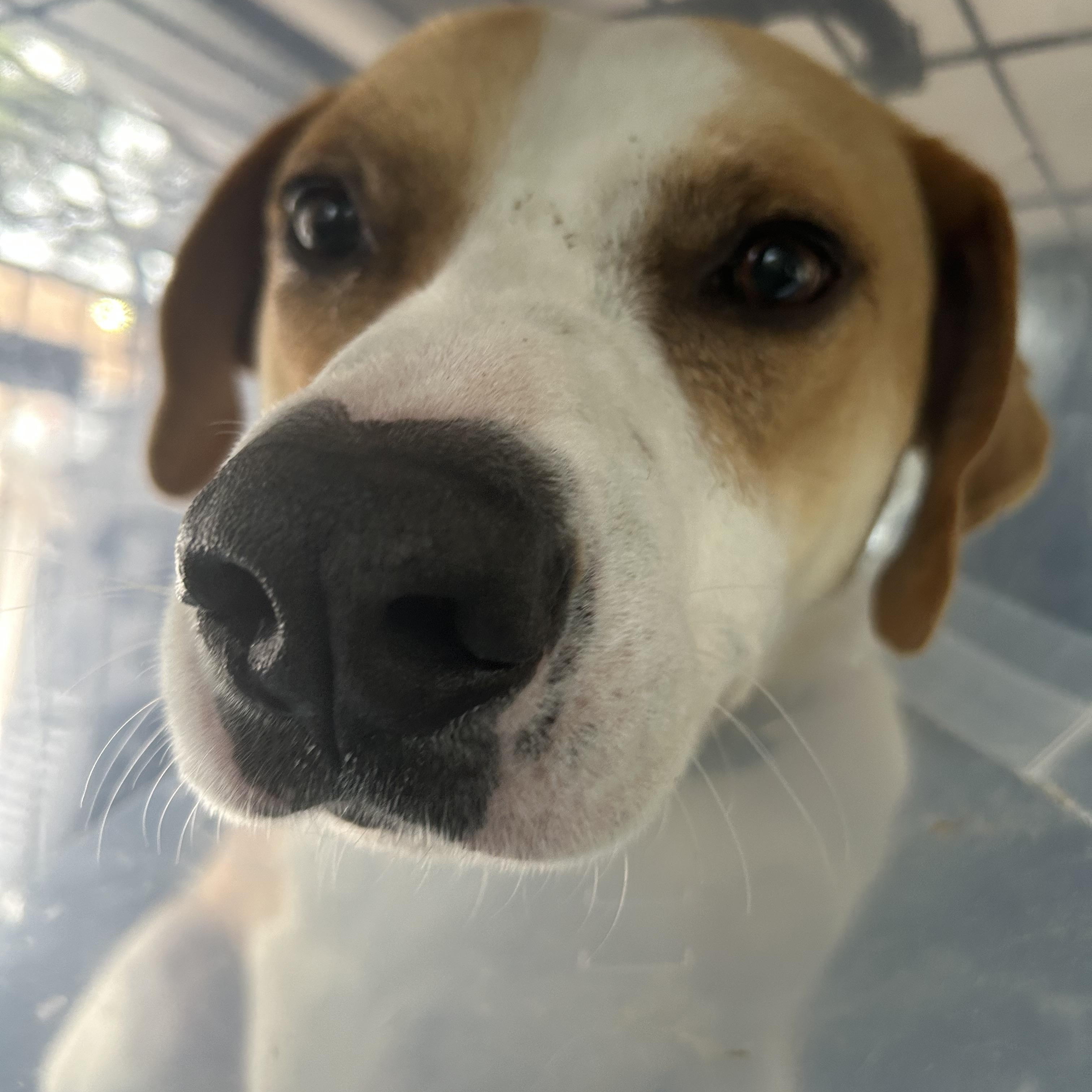 Enlarge Buddy , a ADOPTABLE Mixed Breed in conroe, TX image 4/4