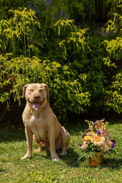 Enlarge Ruby, a Adoptable mixed breed in Fallston, MD image 1/3