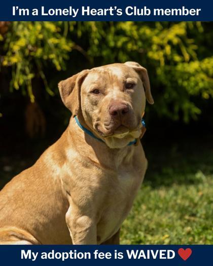 Enlarge Ruby, a Adoptable mixed breed in Fallston, MD image 2/3