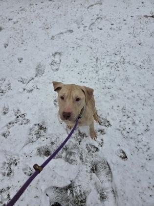 Enlarge Ruby, a Adoptable mixed breed in Fallston, MD image 2/3