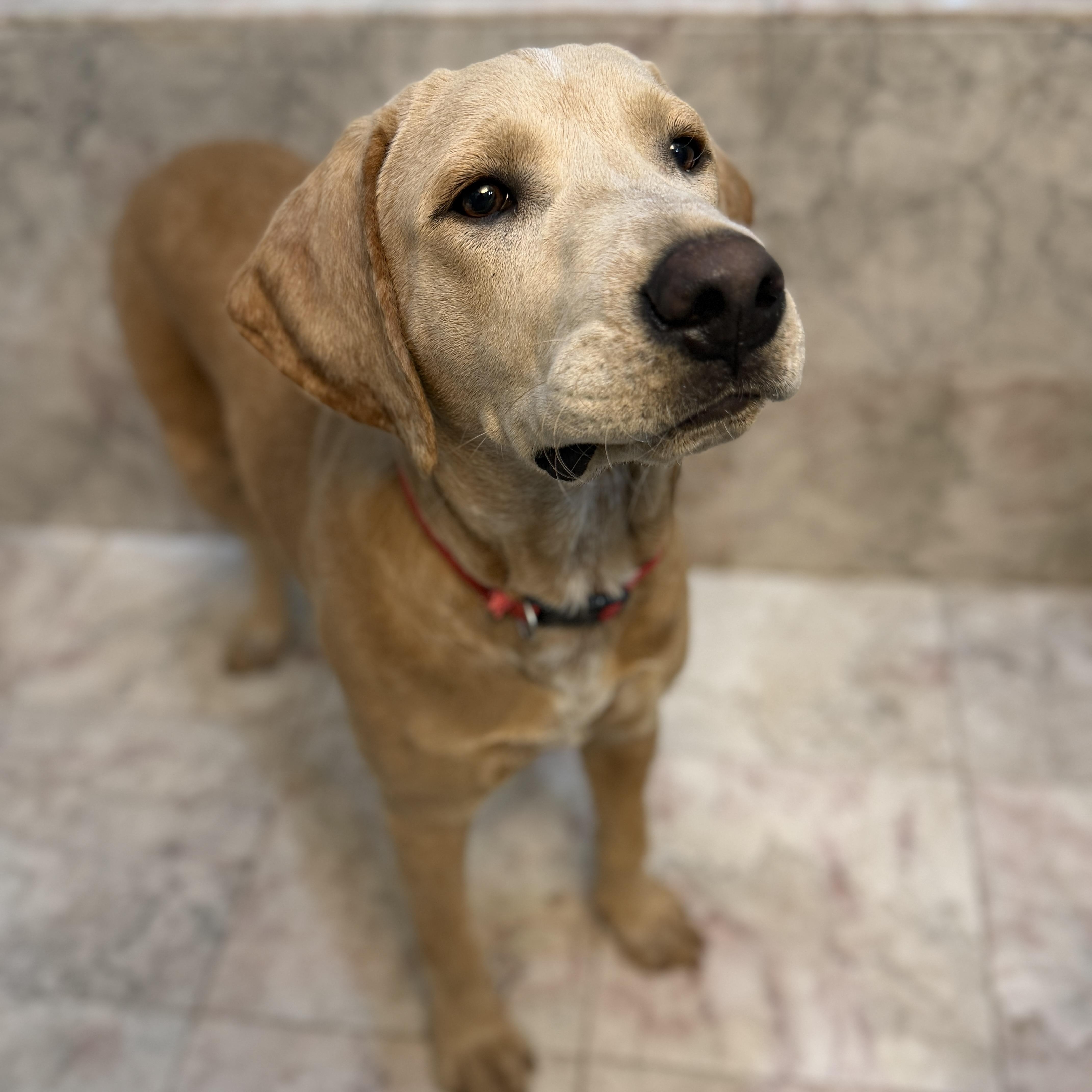 Enlarge Zeke, a Adoptable mixed breed in Griswold , CT image 5/5
