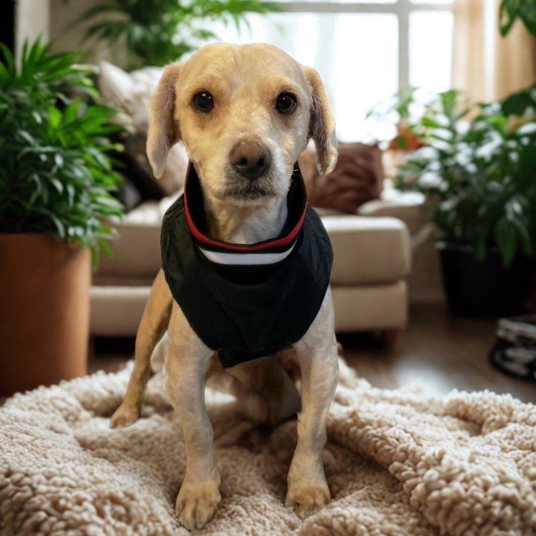 Enlarge Waffles , a Adoptable mixed breed in Sunnyvale, CA image 3/5