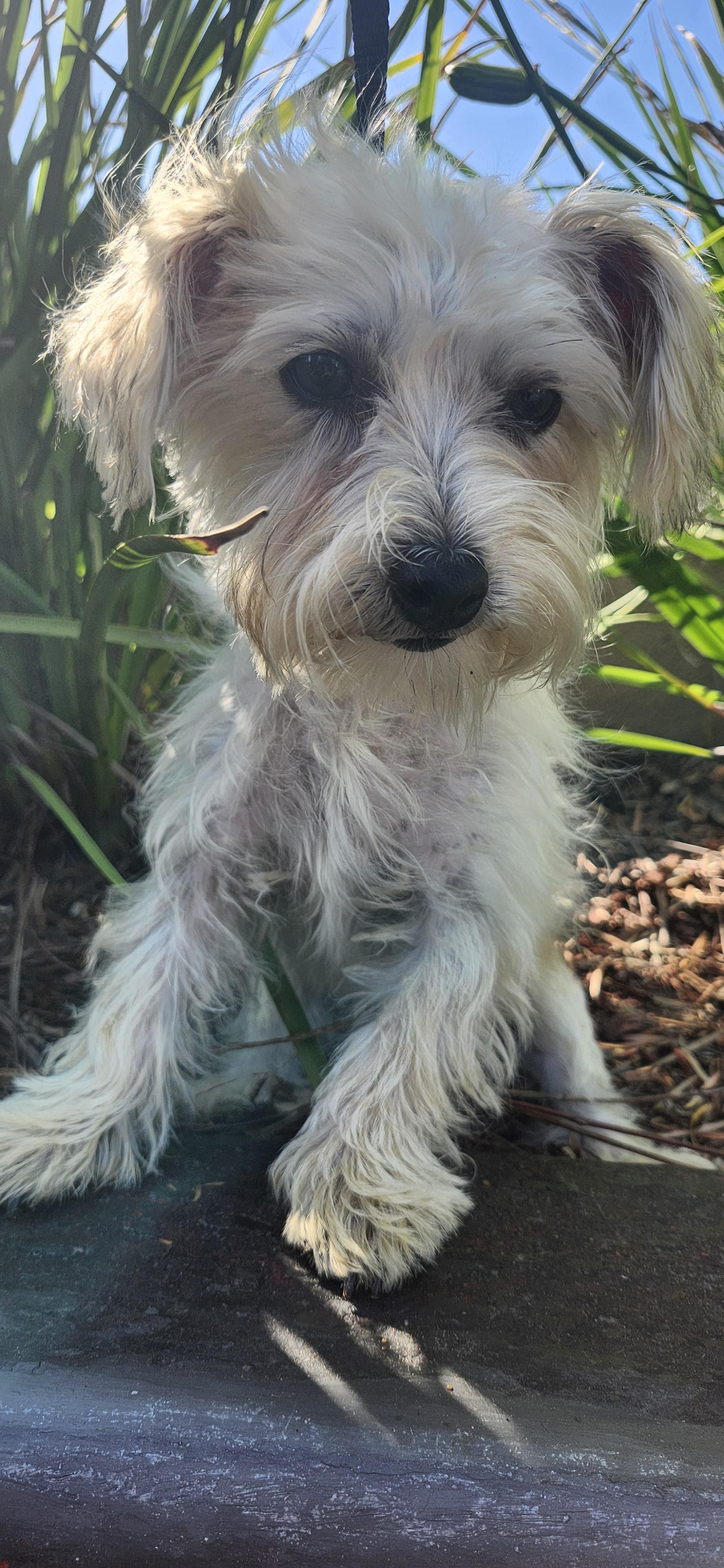 Enlarge Ruby, a ADOPTABLE mixed breed in Torrance, CA image 2/4