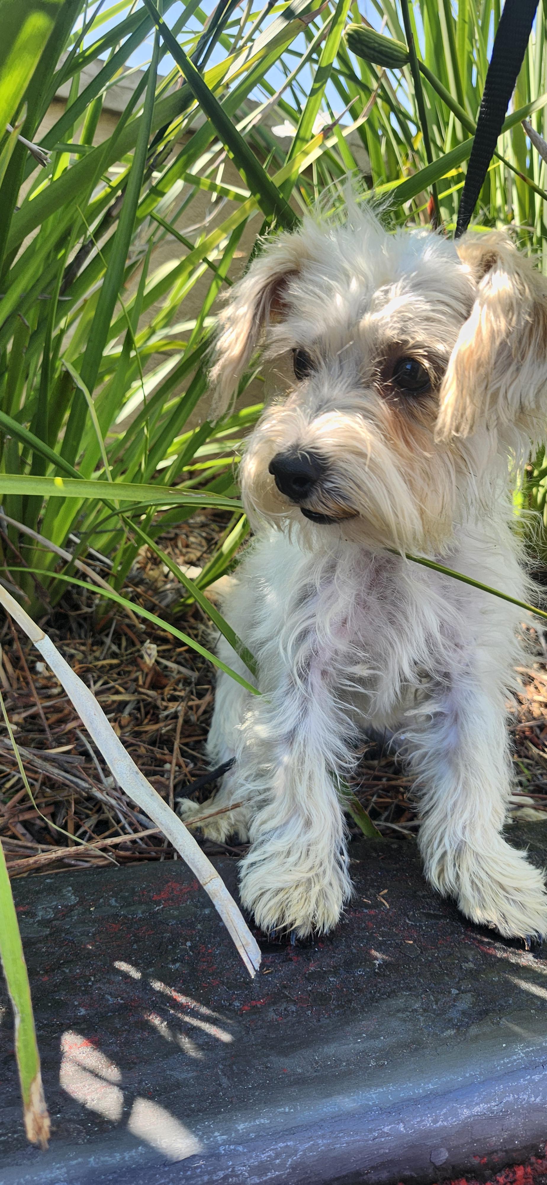 Enlarge Ruby, a ADOPTABLE mixed breed in Torrance, CA image 1/4