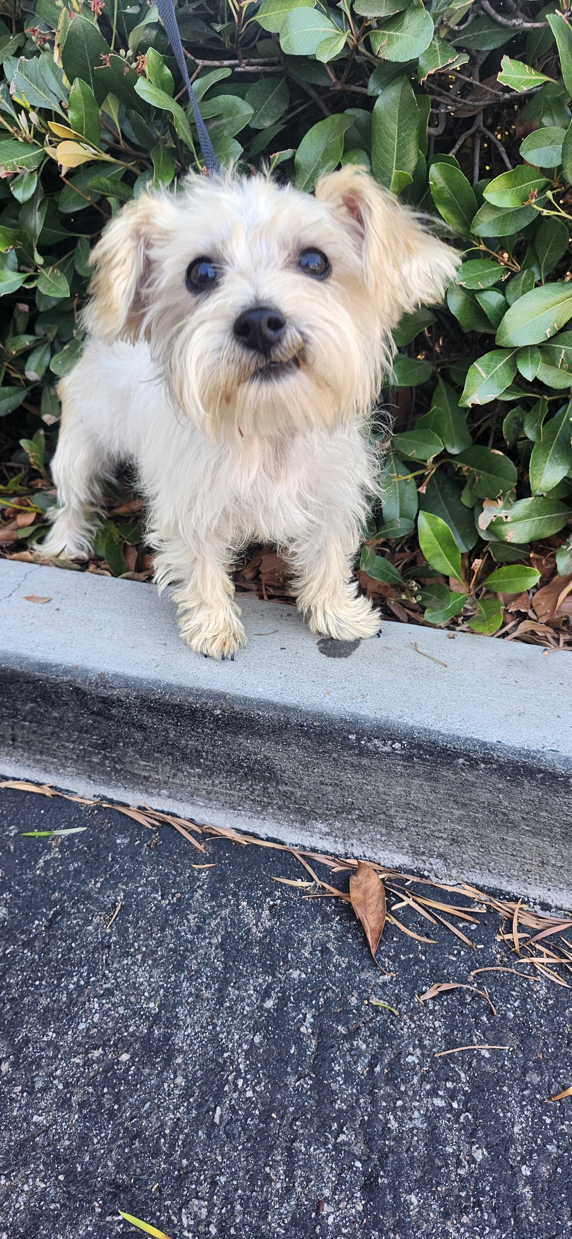 Enlarge Ruby, a ADOPTABLE mixed breed in Torrance, CA image 3/4