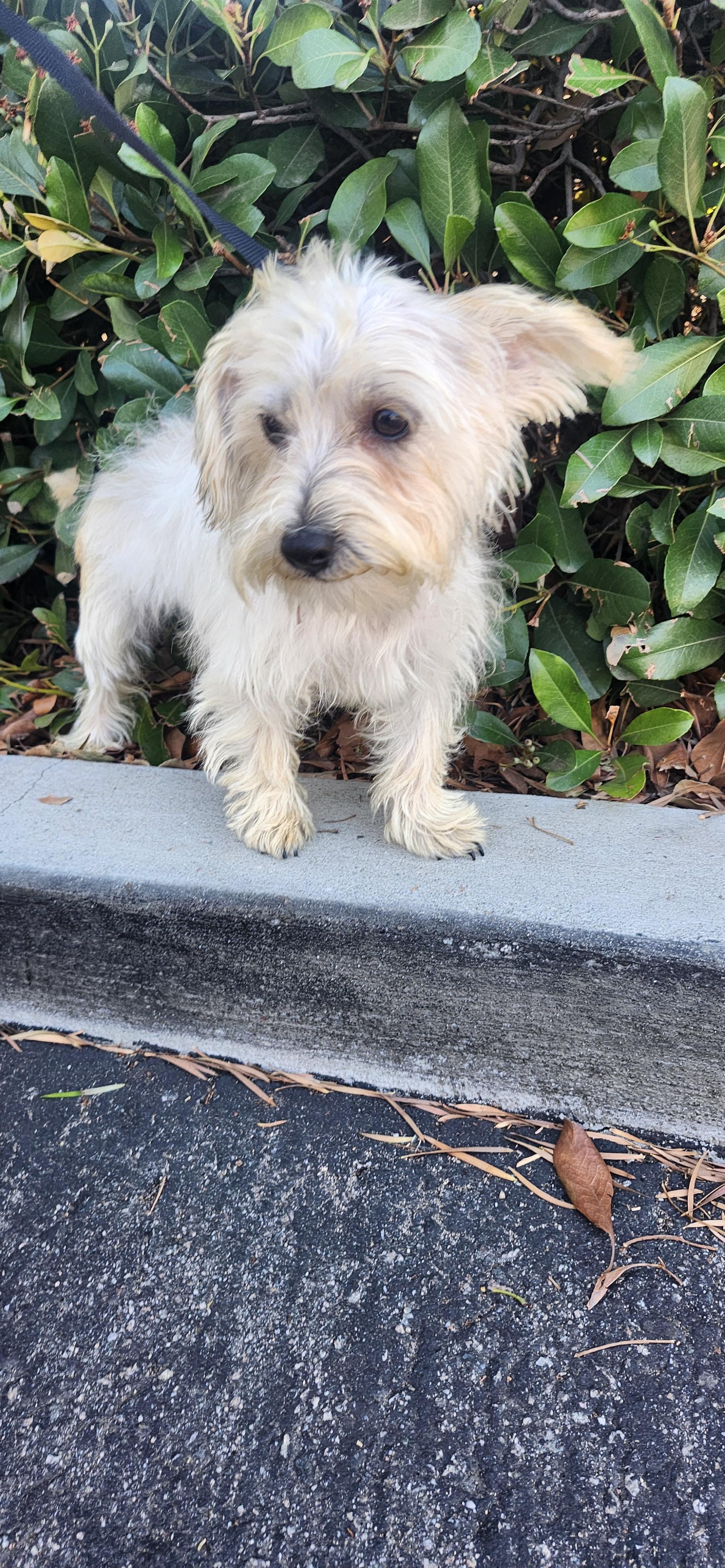 Enlarge Ruby, a ADOPTABLE mixed breed in Torrance, CA image 4/4
