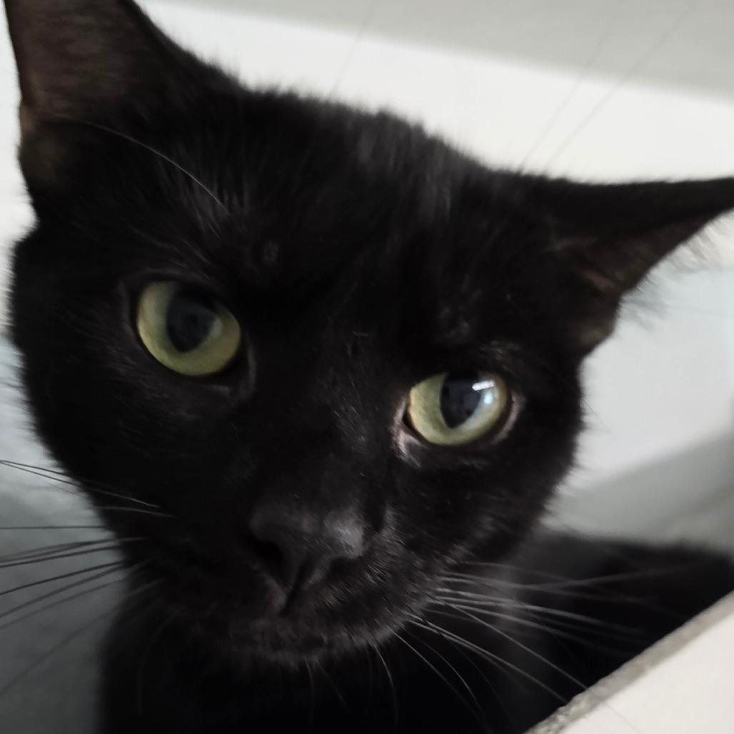 Mamacita, Adoptable, Adult Female Domestic Short Hair.