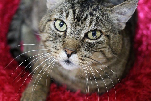 Zaddy, Adoptable, Adult Male Domestic Short Hair.