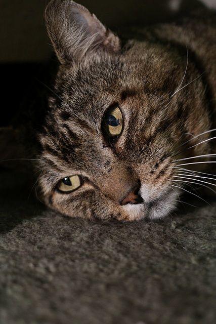 Zaddy, a Adoptable Domestic Short Hair in Portland, OR image 2/6