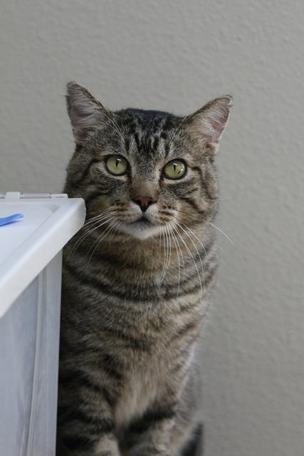 Enlarge Zaddy, a Adoptable Domestic Short Hair in Portland, OR image 3/6