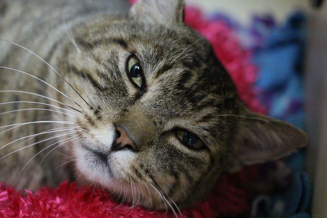 Zaddy, a Adoptable Domestic Short Hair in Portland, OR image 3/6
