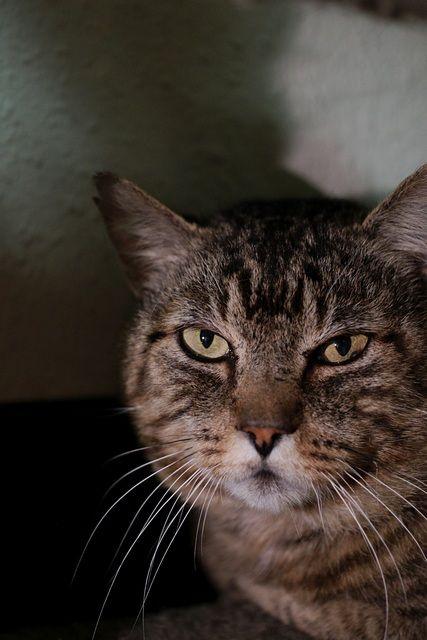Zaddy, a Adoptable Domestic Short Hair in Portland, OR image 4/6