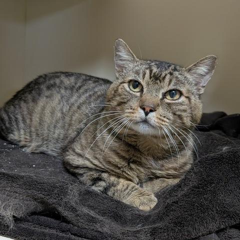 Zaddy, a Adoptable Domestic Short Hair in Portland, OR image 5/6