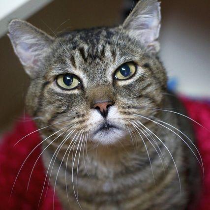 Zaddy, a Adoptable Domestic Short Hair in Portland, OR image 6/6