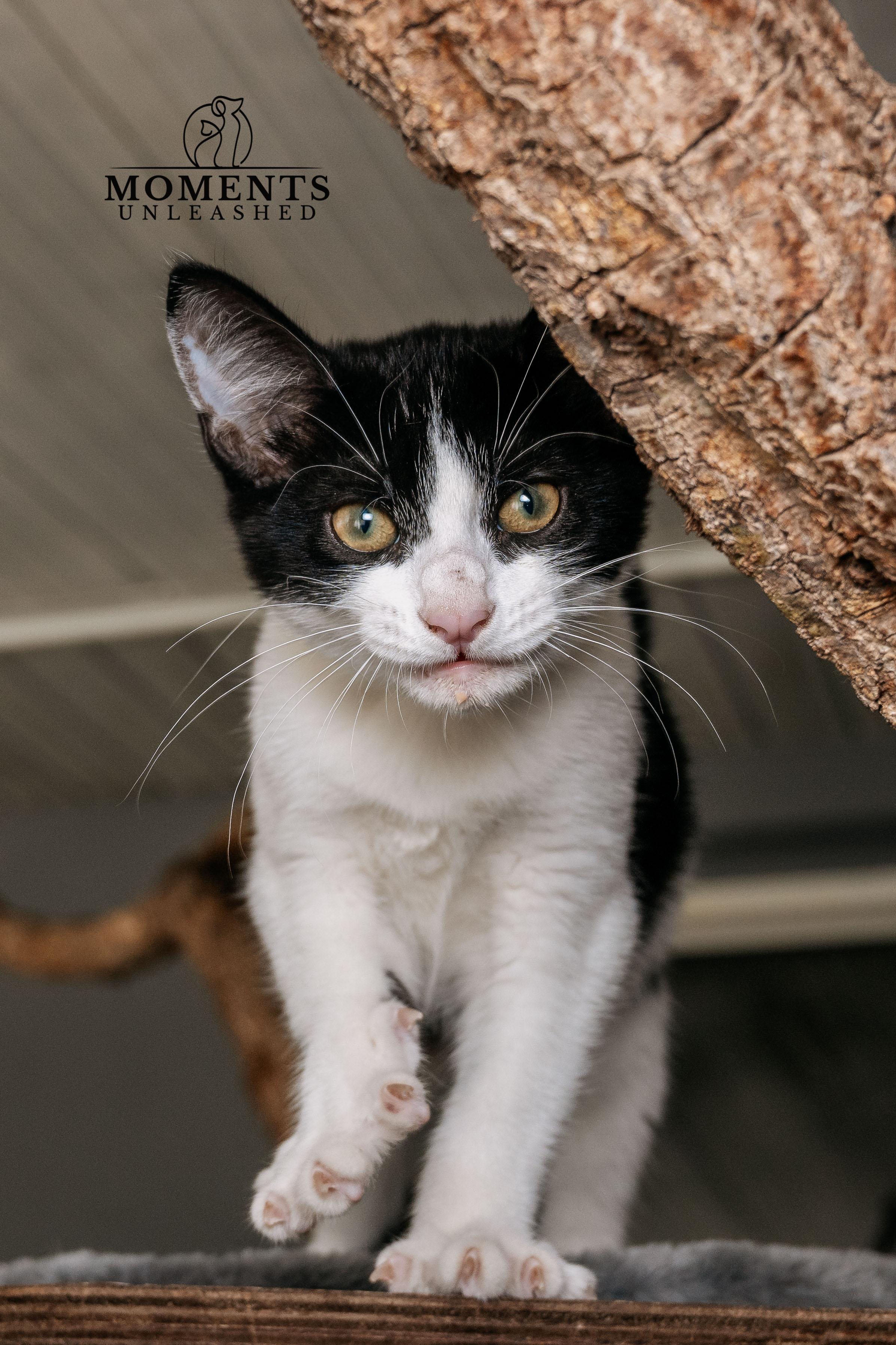 Enlarge Espurr, a Adoptable Domestic Short Hair in Myakka City, FL image 2/4