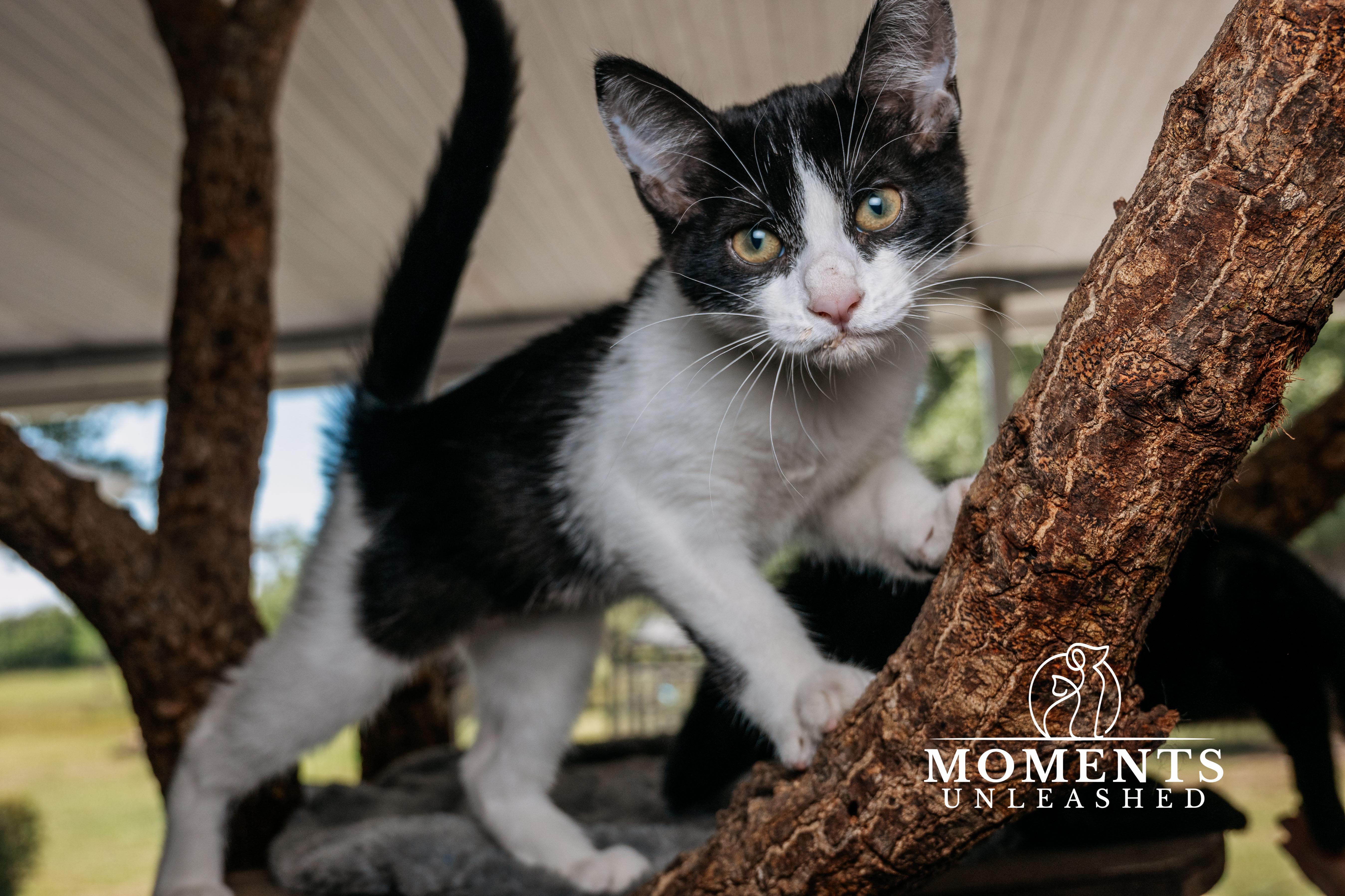 Enlarge Espurr, a Adoptable Domestic Short Hair in Myakka City, FL image 1/4