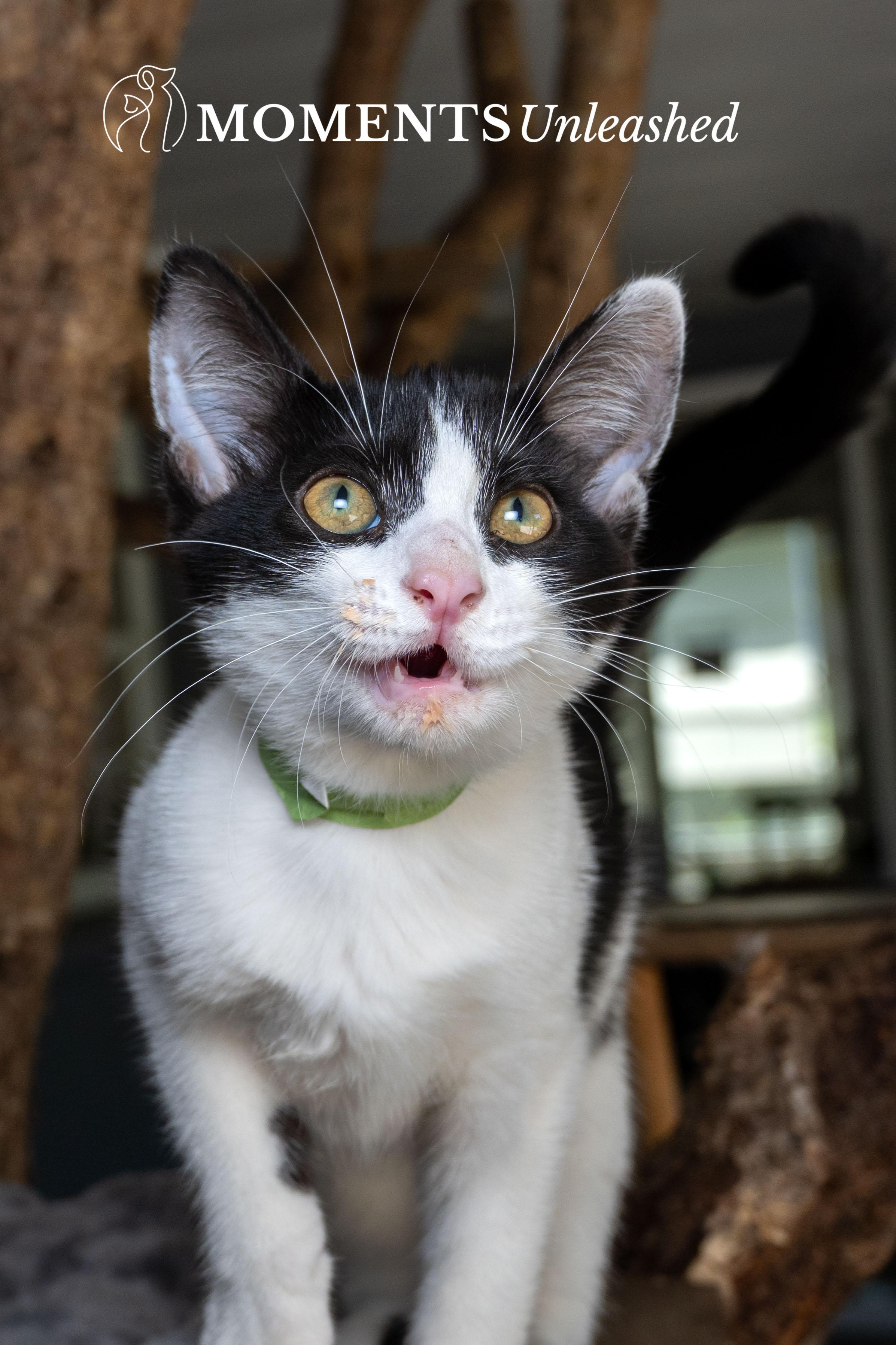 Enlarge Espurr, a Adoptable Domestic Short Hair in Myakka City, FL image 4/4