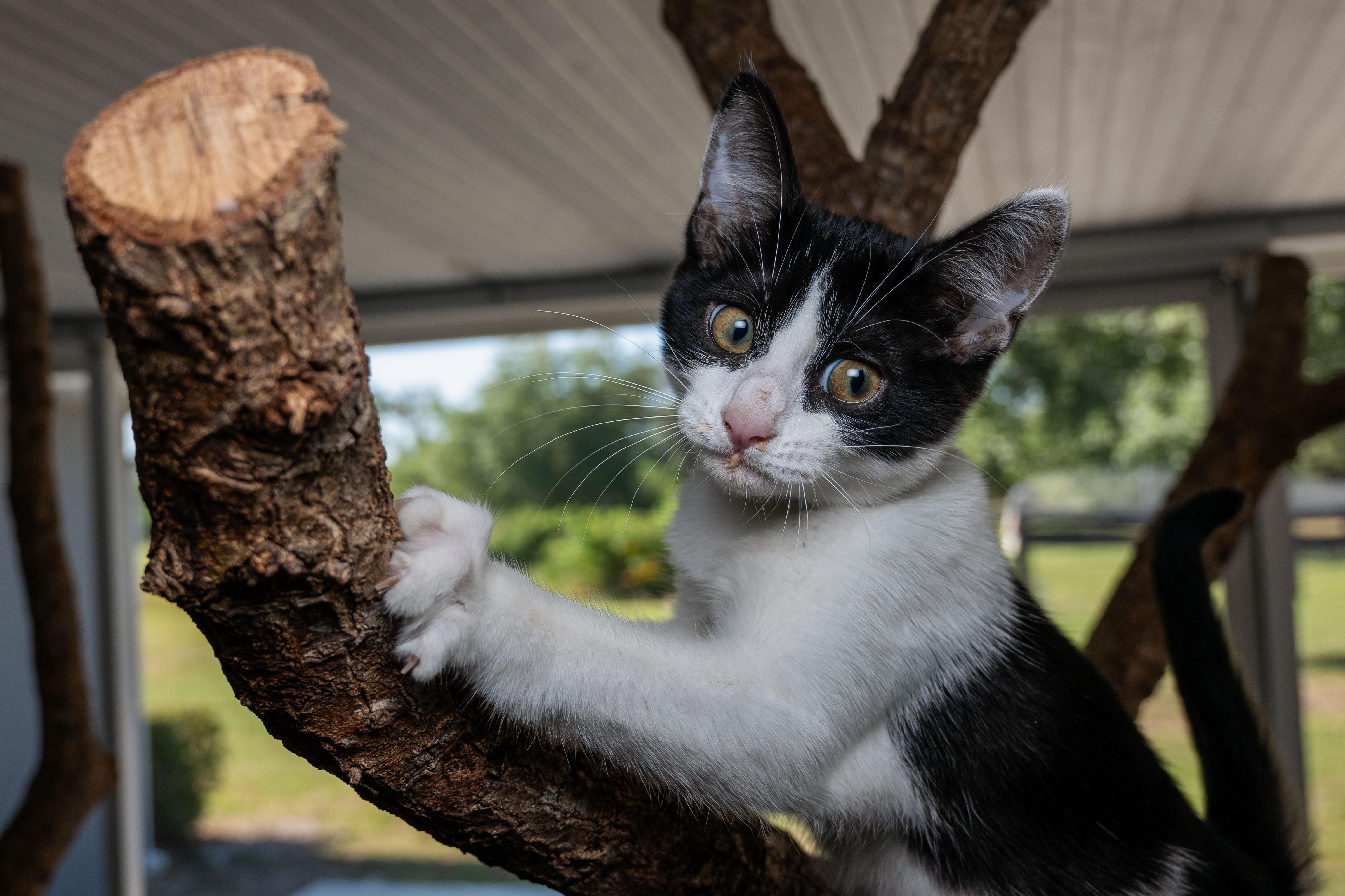 Enlarge Espurr, a Adoptable Domestic Short Hair in Myakka City, FL image 3/4